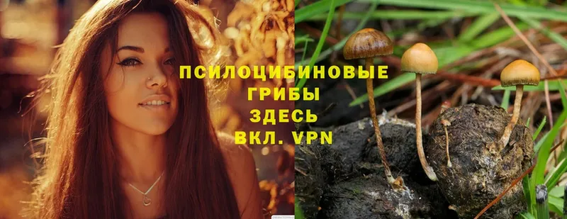 Галлюциногенные грибы MAGIC MUSHROOMS  закладка  Сусуман 